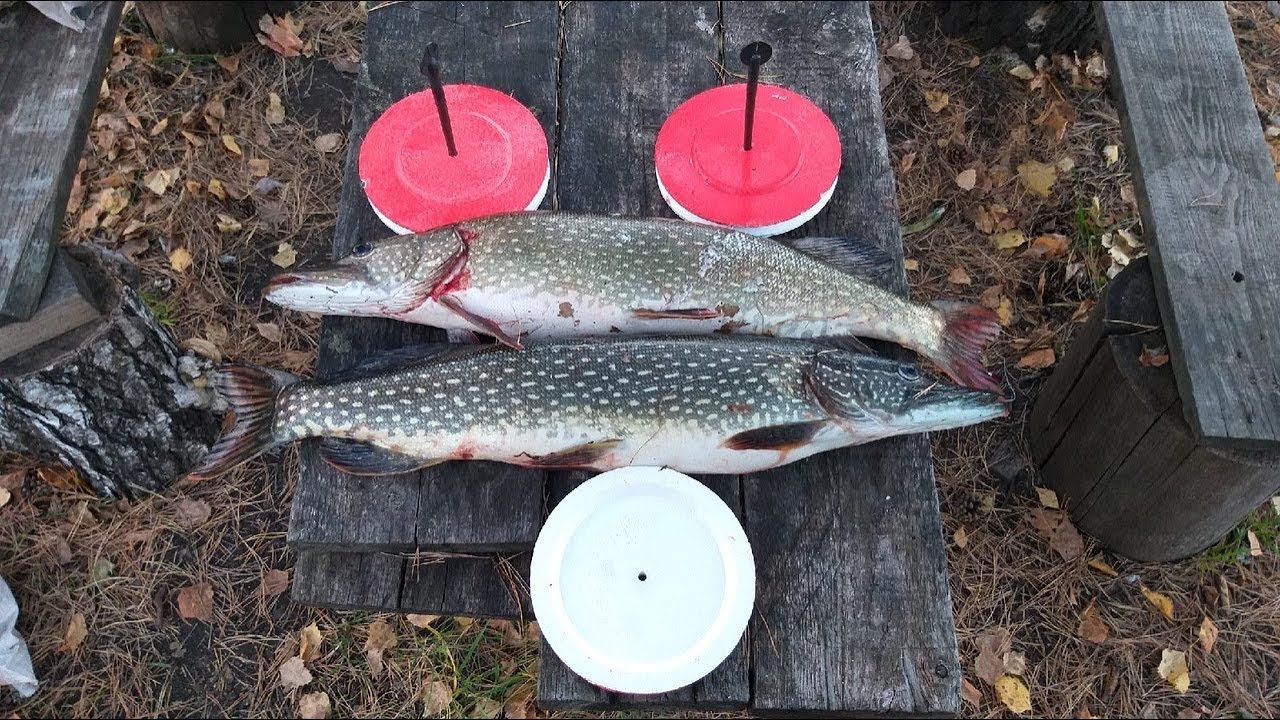 Рыбалка в Омске и Омской области: карта рыболовных мест, свежие видео отчеты