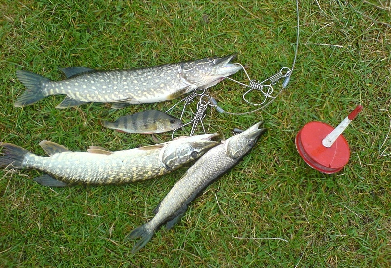 Щука осенью: повадки и ловля в сентябре, октябре и ноябре