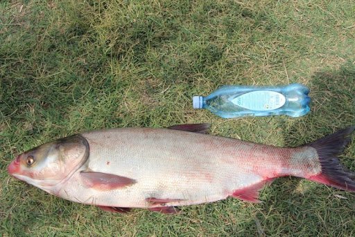 Что за рыба толстолобик, как поймать и как вкусно приготовить рыбу