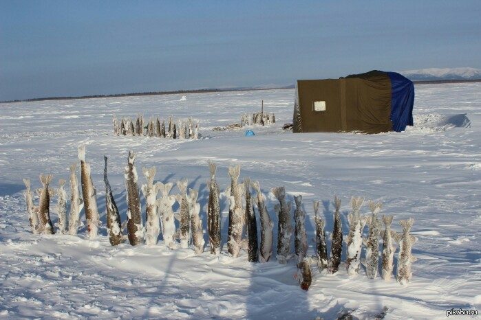 Зимняя рыбалка в Якутии - сезон 2025 годов открыт