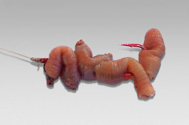 Как правильно насадить червя на крючок - наглядное фото и видео