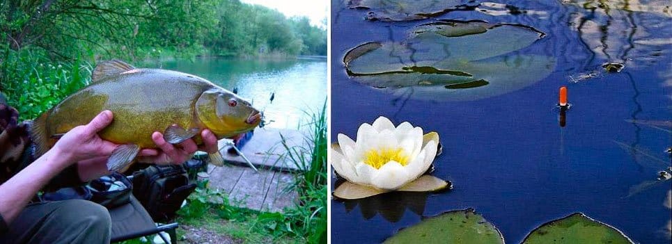 Ловля линя весной на поплавок, фидер, донку