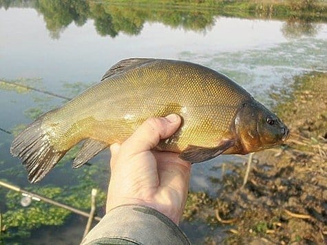 Ловля линя весной на поплавок, фидер, донку