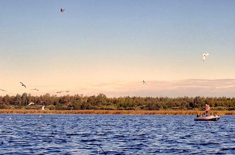 Рыбалка в Ленинградской области дикарем - широкие возможности для всех рыболовов