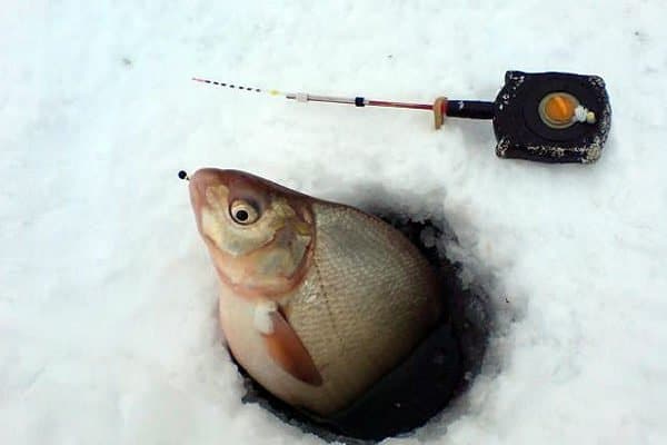 Ловля леща на поплавочную удочку зимой: оснастка, тактика рыбалки