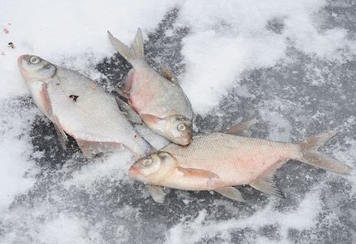 Ловля леща и подлещика зимой со льда днем и ночью: снасти, где искать, на что ловить