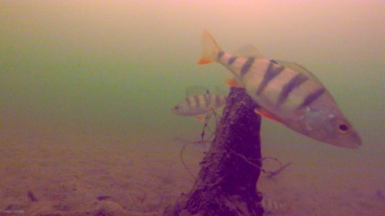 Подводная камера для рыбалки: обзор популярных моделей, характеристики и цены