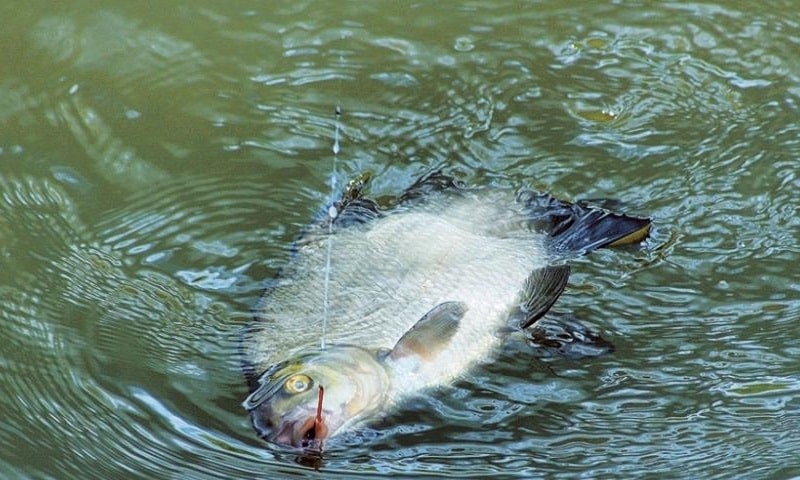 Рыбалка в Астрахани и Астраханской области осенью 2025 дикарем и на базах отдыха