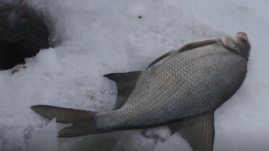Ловля леща на поплавочную удочку зимой: оснастка, тактика рыбалки