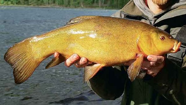 Рыба линь: описание, как найти, поймать и приготовить линя