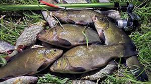 Рыбалка в Челябинской области и в окрестностях Челябинска - сезон 2025