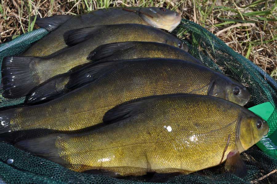 Ловля линя осенью: на поплавочную удочку, фидер и донку