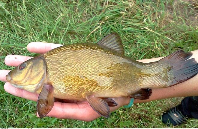 Ловля линя на поплавочную удочку - поиск, тактика, оснастка