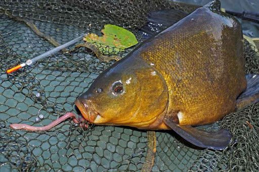 Ловля линя на поплавочную удочку - поиск, тактика, оснастка