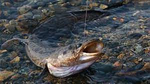 Рыбалка на Кольском полуострове - реальный фото отчет и карта рыболовных мест