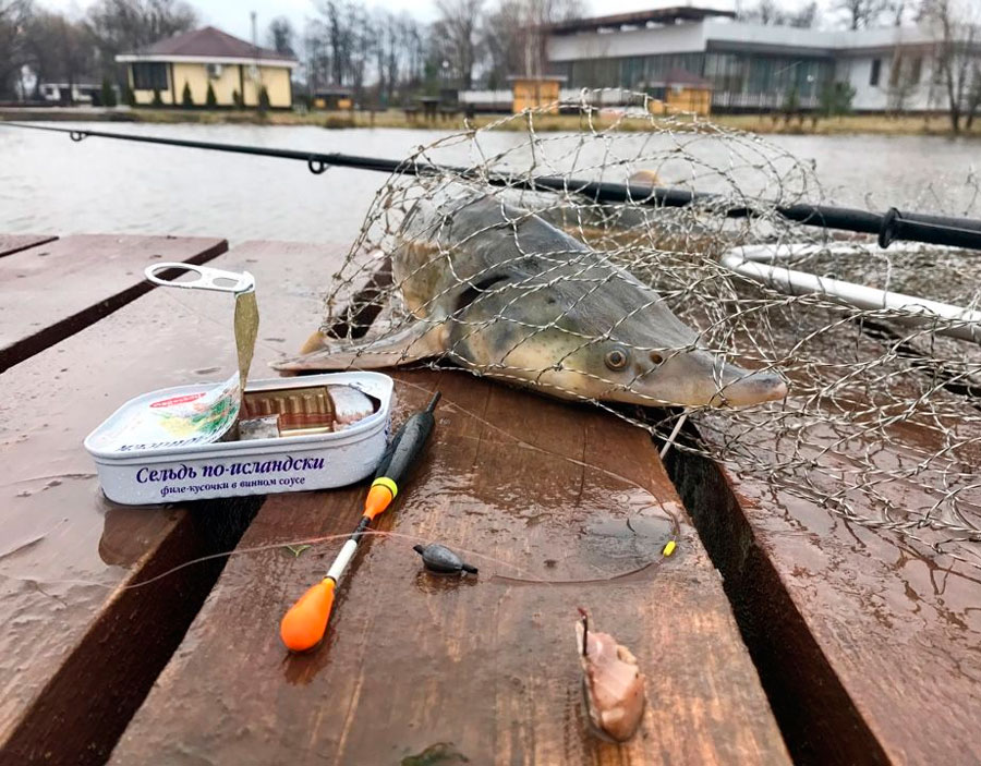 Как выглядит рыба стерлядка: описание с фото, как вкусно приготовить