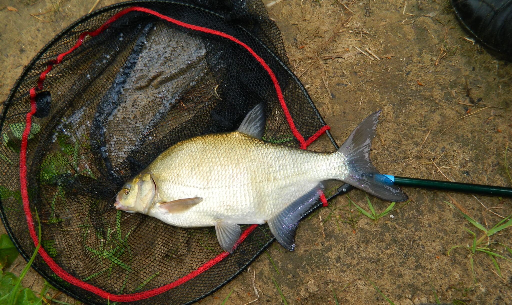 Ловля леща на фидер на реке и водоемах без течения: оснастка, тактика рыбалки
