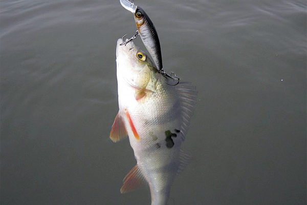 «Правильные» воблеры на окуня: 10 лучших крэнков, минноу, щэдов