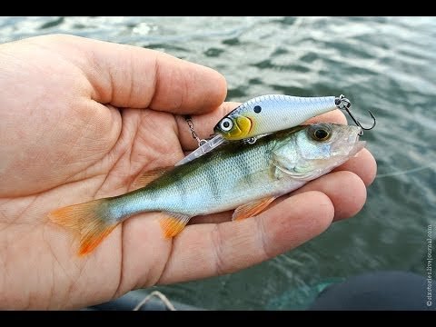 «Правильные» воблеры на окуня: 10 лучших крэнков, минноу, щэдов