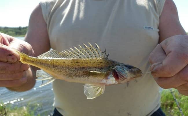 Как поймать осенью живца, сохранить и перевезти на место рыбалки