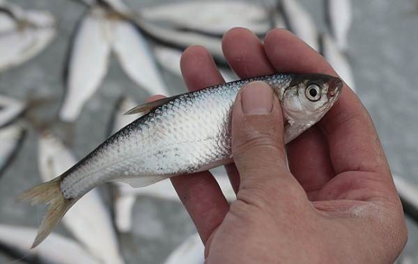 Что за рыба жерех, места обитания, повадки, как ловить и готовить
