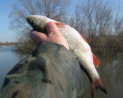 Ловля голавля весной - лучшие снасти, приманки, наживки в марте, апреле и мае