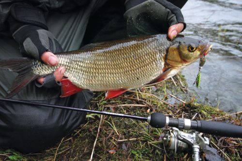 Как ловить язя осенью: снасти, приманки и тактика поиска