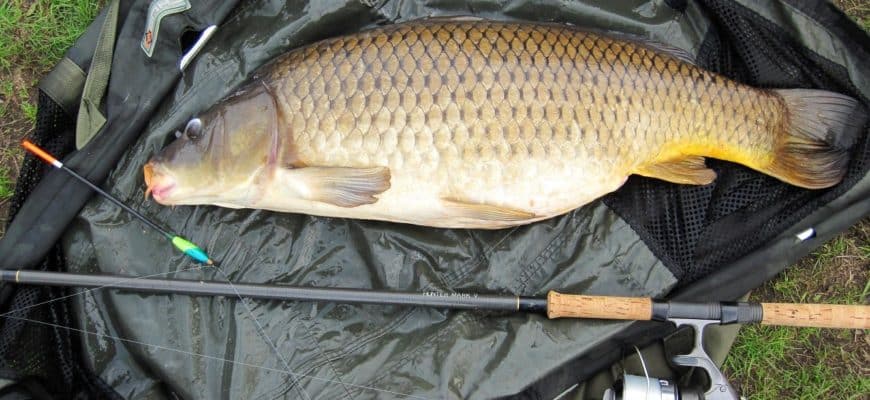 На что ловить карпа - лучшие насадки и наживки в зависимости от сезона и снасти