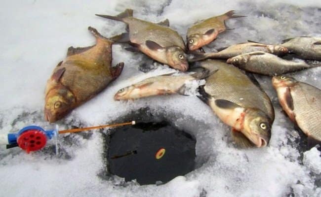 Ловля леща на поплавочную удочку зимой: оснастка, тактика рыбалки