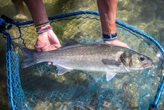 Что нужно знать про рыбу сибас: как выглядит и как приготовить морской волк