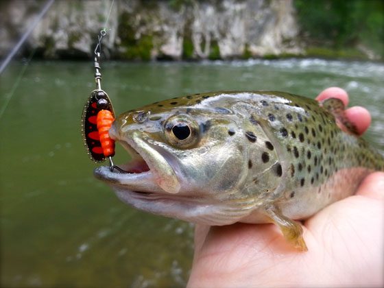 Ловля форели на блесны - выбор приманки под условия, лучшие модели
