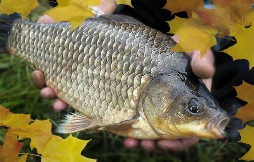 Ночная рыбалка осенью - судак, лещ, налим и другие