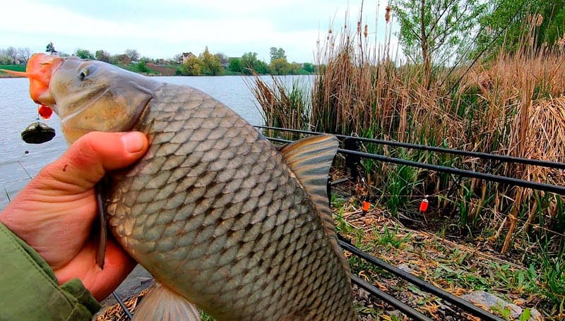 Как собрать фидерную снасть - подробное пособие для начинающих