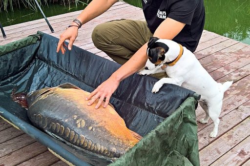 Карповый мат и другая экипировка для безопасности карпа