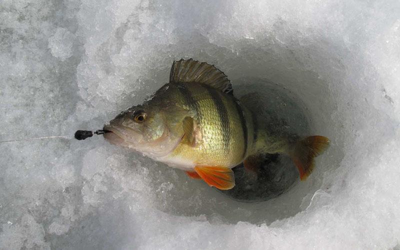 Ловля окуня на чертика зимой: выбор, техника проводки, снасть под безмотылку