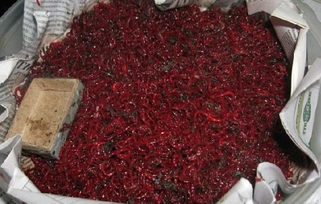 Ловля воблы в Астрахани весной - когда, как, где и на что ловить?