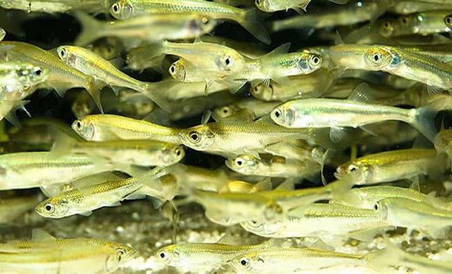 Рыба верхоплавка: фото и описание, отличие от уклейки, на что ловить