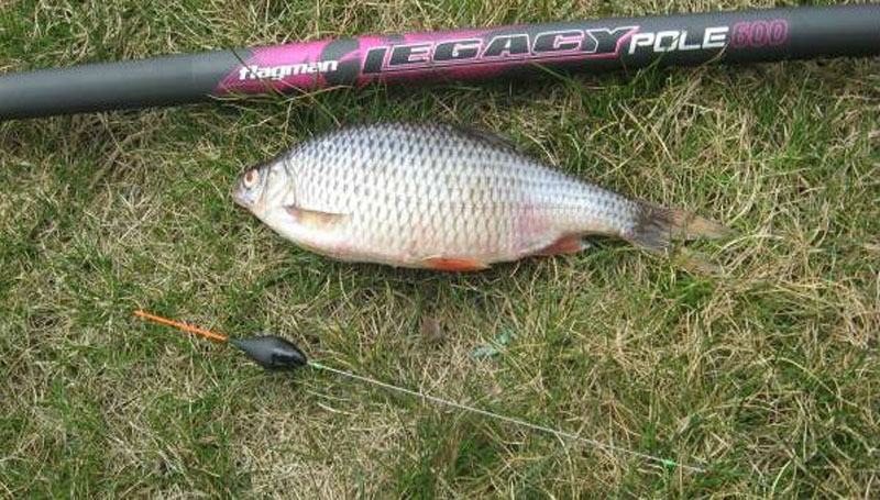 Маховая удочка: что это за снасть, какое удилище выбрать и как правильно ловить