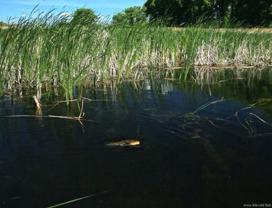 Ловля линя на поплавочную удочку - поиск, тактика, оснастка