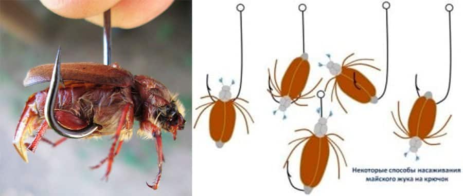 майский жук