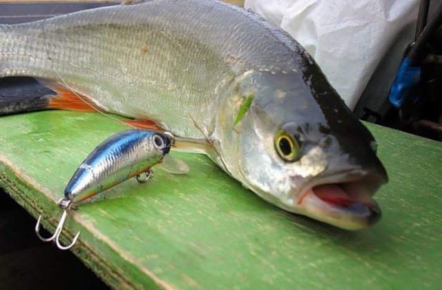 Лучшие воблеры на жереха: ТОП-60 минноу, кренков, шэдов для шереспера