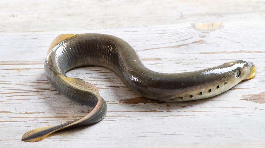 Как поймать осенью живца, сохранить и перевезти на место рыбалки