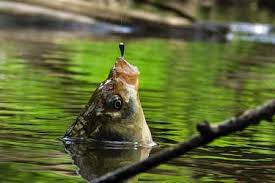 Успешная и эффективная рыбалка на карася: ловля весной, летом и осенью