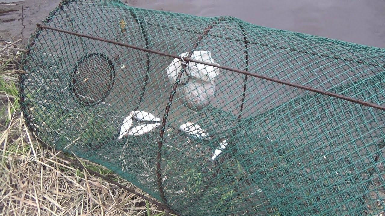 Как поймать осенью живца, сохранить и перевезти на место рыбалки