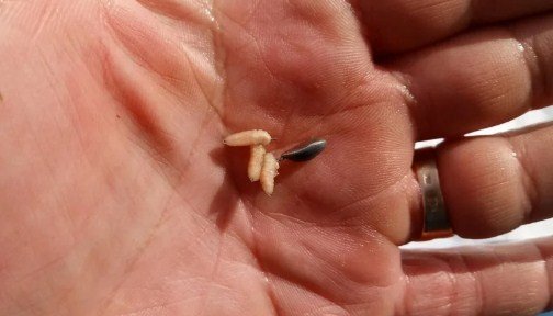 Как опарыша насадить на крючок и одеть на мормышку - наглядное фото