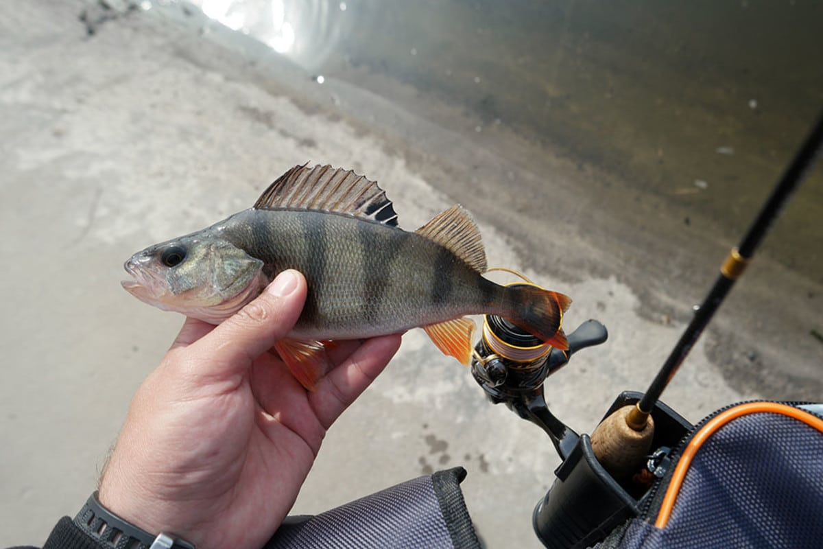 Выбор катушки для мормышинга: требования, топ-20 лучших моделей