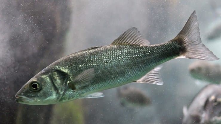 Что нужно знать про рыбу сибас: как выглядит и как приготовить морской волк