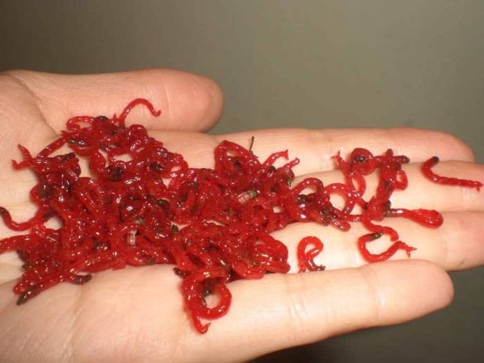 Лучшая прикормка для леща зимой для приготовления в домашних условиях и покупная