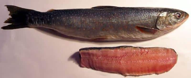 Рыба голец - фото и описание, где обитает, как ловить и готовить