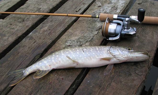 Как собрать спиннинг - пошаговая инструкция для начинающих